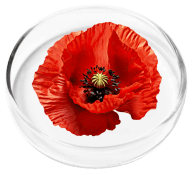 California poppy seed ingredient in Nervovive